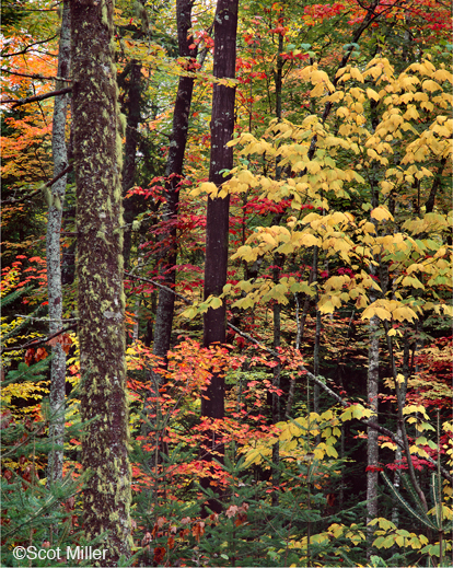 Archival Pigment Print by Scot Miller, at Sun to Moon Gallery 