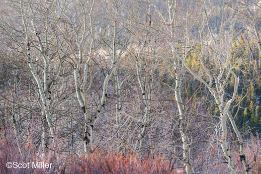 Fine photographic prints by Scot Miller are available at Sun to Moon Gallery, Dallas, TX
