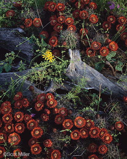 Fine Photographic Print from the Texas Hill Country by Scot Miller, available at Sun to Moon Gallery. Dallas, TX 