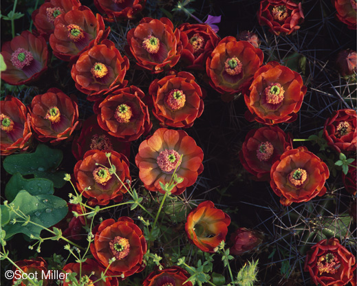 Texas Hill Country fine photographic print by Scot Miller, at Sun to Moon Gallery