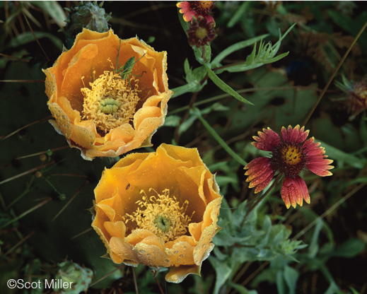 Fine Photographic Print from the Texas Hill Country by Scot Miller, available at Sun to Moon Gallery. Dallas, TX 