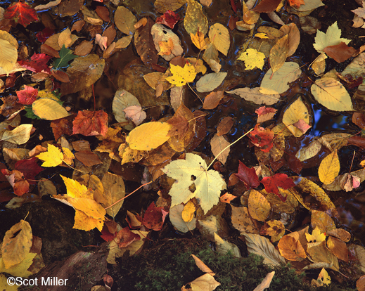 Fine photographic print from Walden by Scot Miller, at Sun to Moon Gallery, Dallas, TX