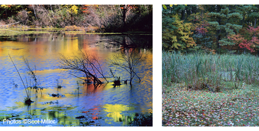 Fine Walden prints by Scot Miller, at Sun to Moon Gallery in Dallas, TX