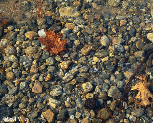 Fine photographic print from Walden by Scot Miller, at Sun to Moon Gallery, Dallas, TX