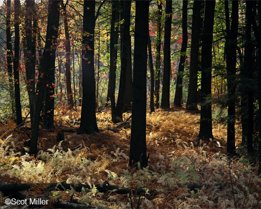 alden Fine photographic print by Scot Miller at Sun to Moon Gallery, Dallas, TX