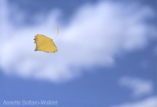 Fine print by Annette Bottaro-Walklet, Sun to Moon Gallery