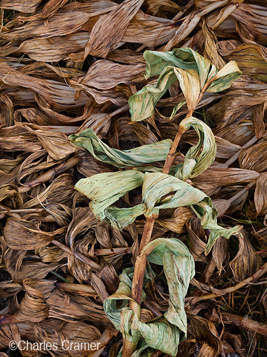 Fine Corn Lilies print by Charles Cramer, Sun to Moon Gallery